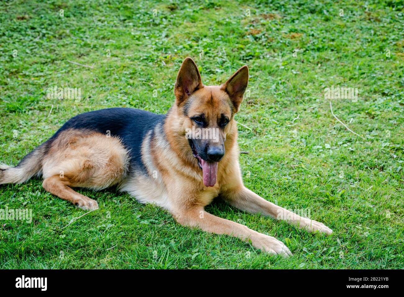 German shepherd dog, training activities Stock Photo