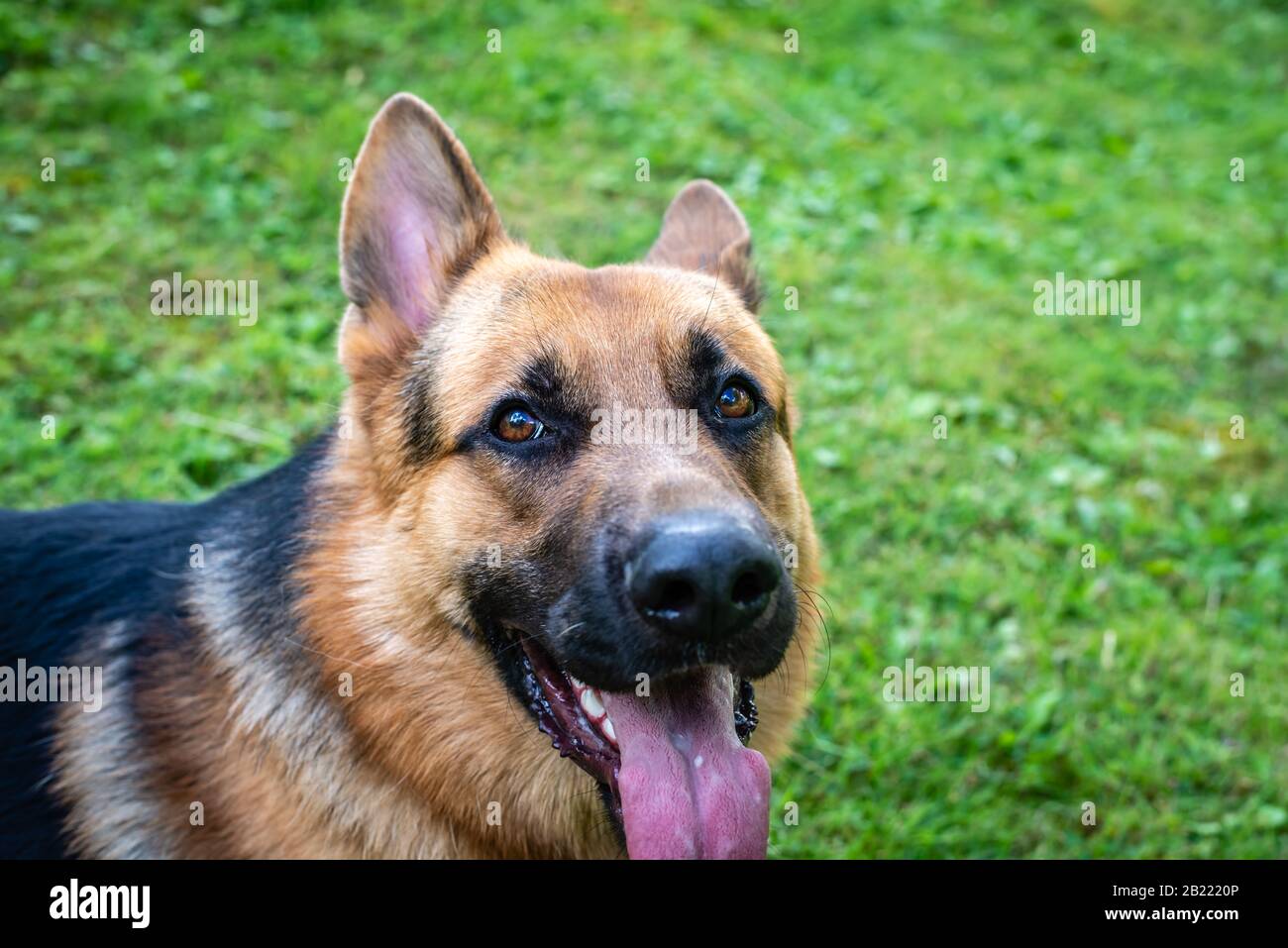 German shepherd dog, training activities Stock Photo