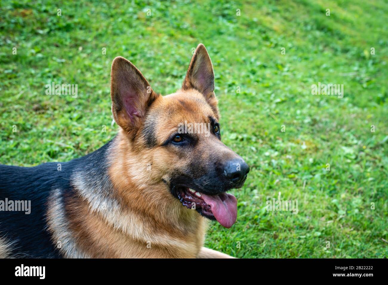 German shepherd dog, training activities Stock Photo Alamy