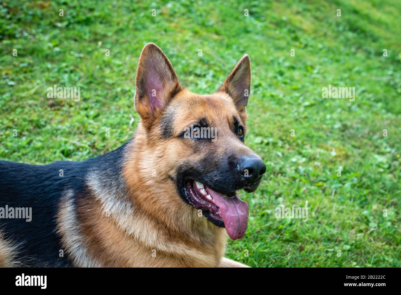 German shepherd dog, training activities Stock Photo