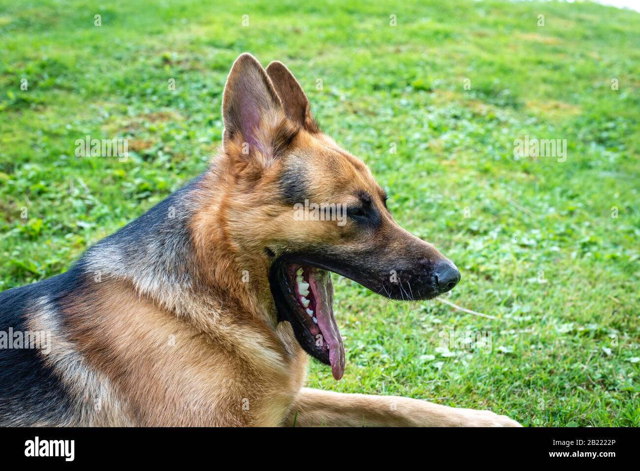 German shepherd dog, training activities Stock Photo