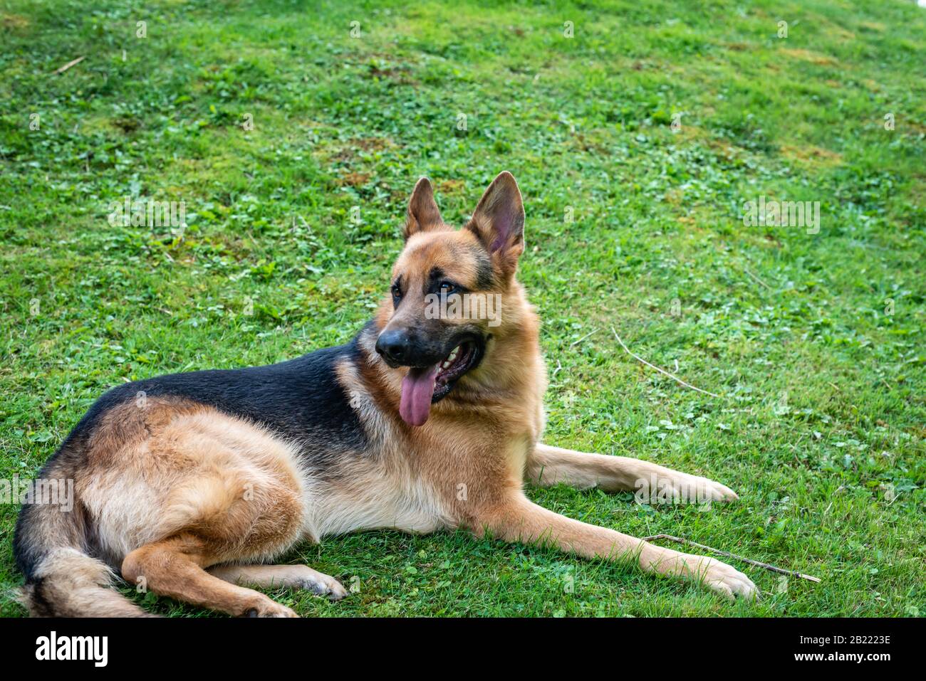 German shepherd dog, training activities Stock Photo