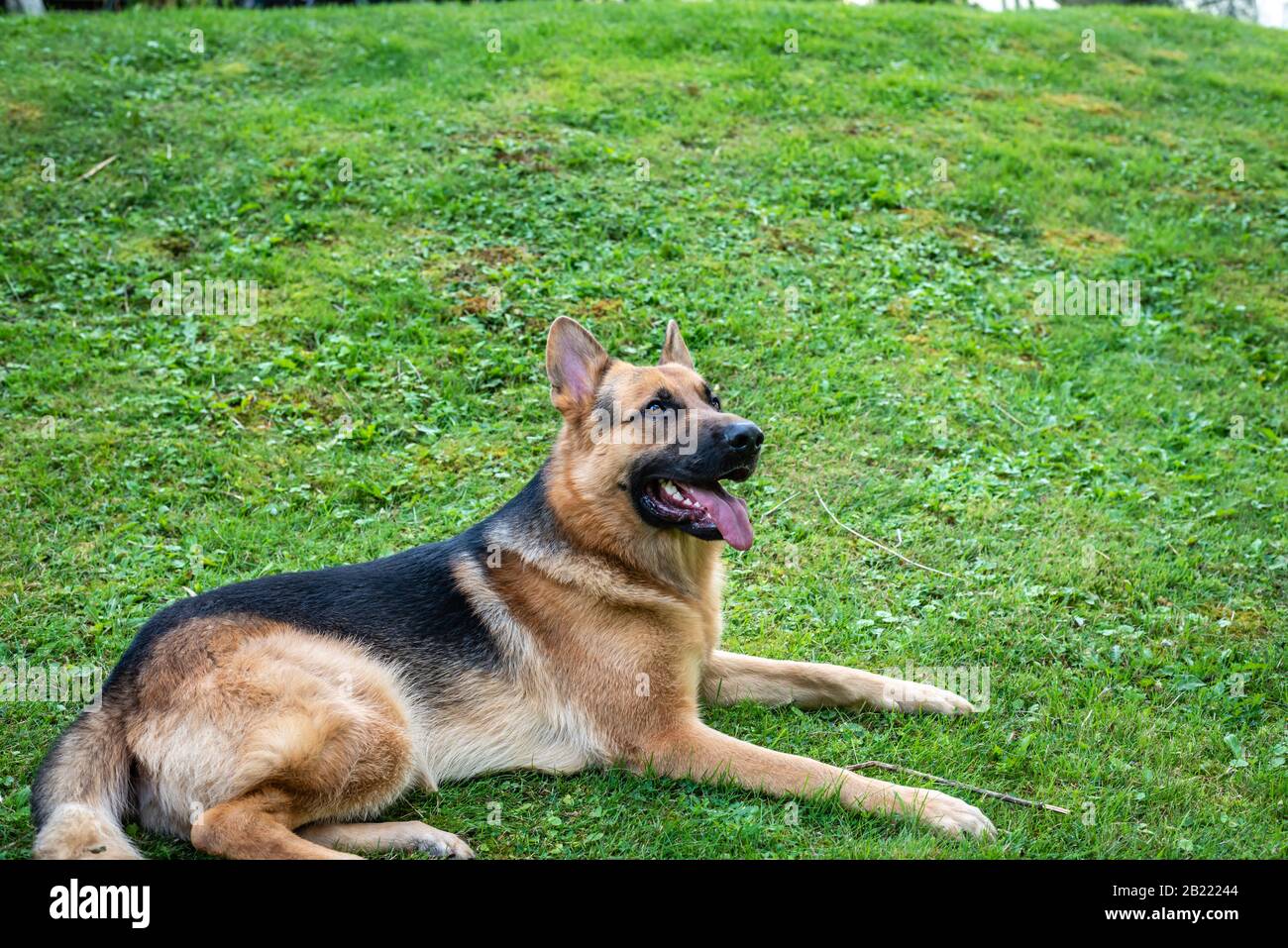 German shepherd dog, training activities Stock Photo