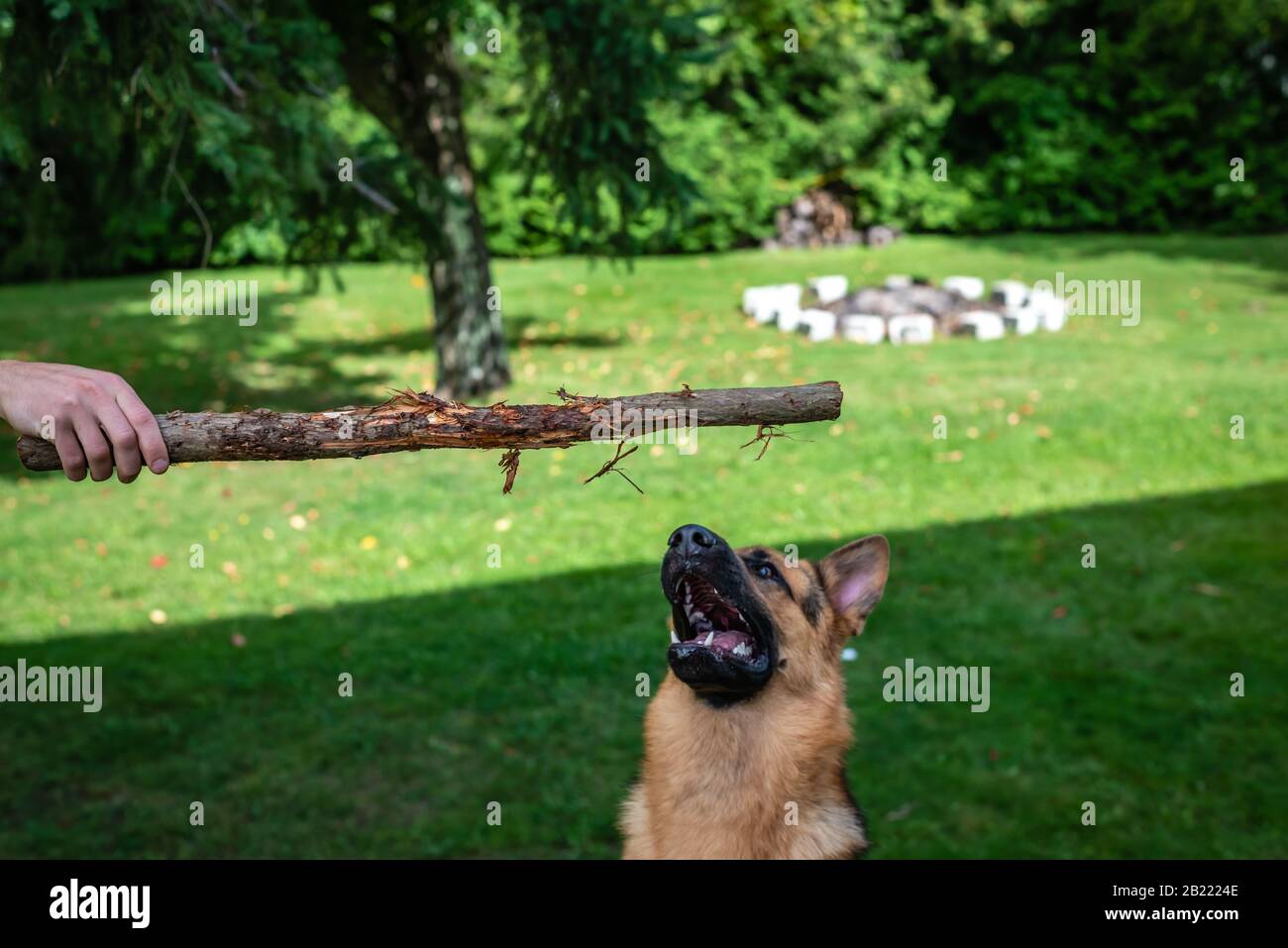 German shepherd dog, training activities Stock Photo