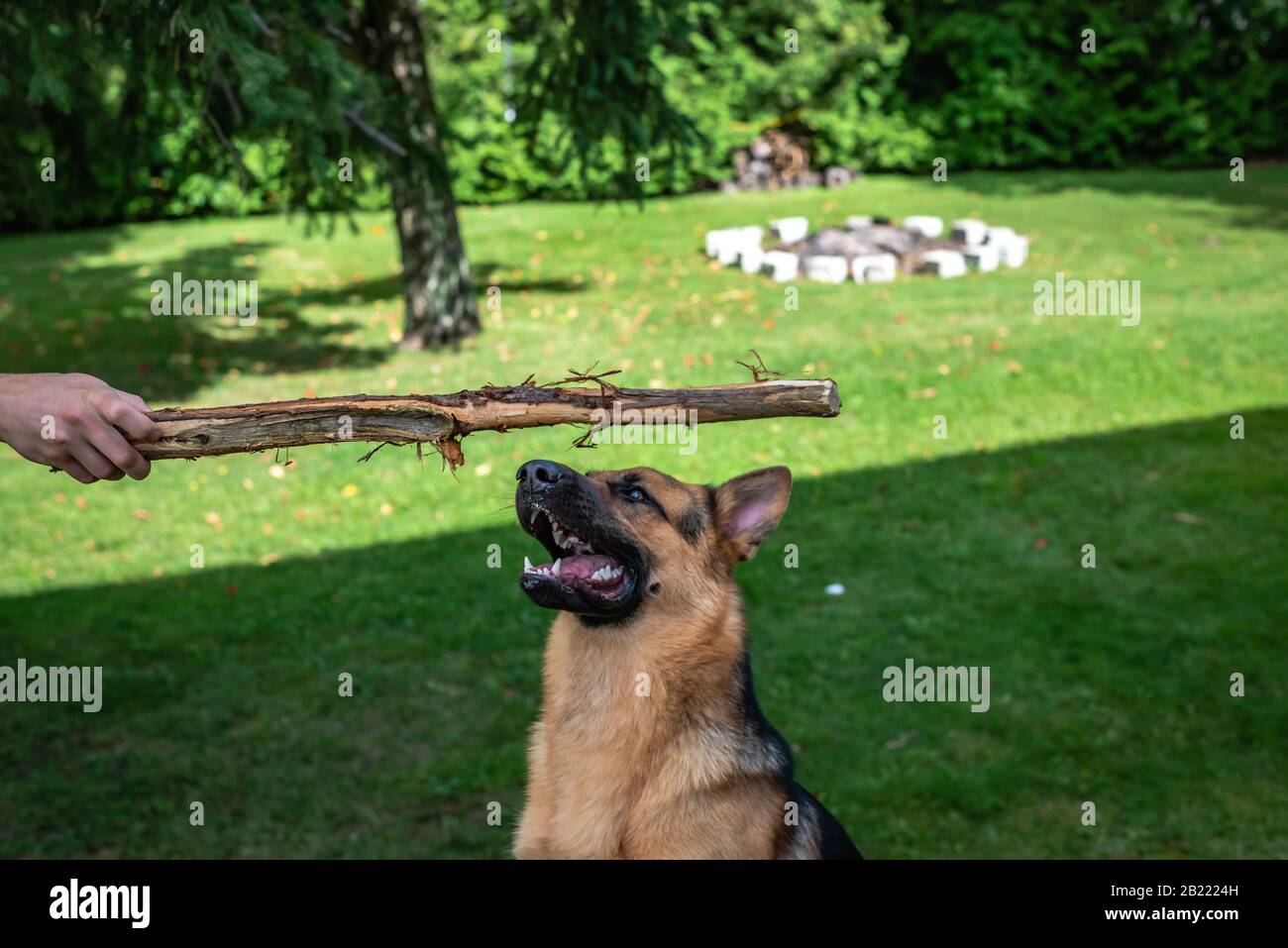 German shepherd dog, training activities Stock Photo Alamy