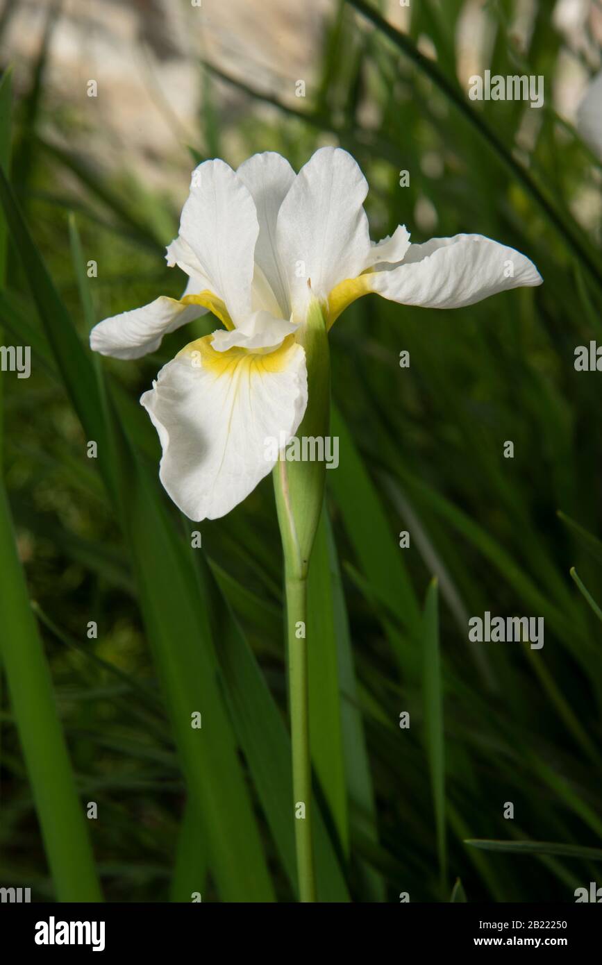 Iris germanica White Stock Photo - Alamy
