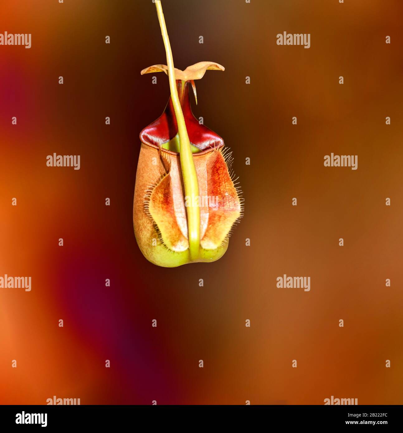 Nepenthes or the Pitcher Plant, on a red and orange background. Stock Photo