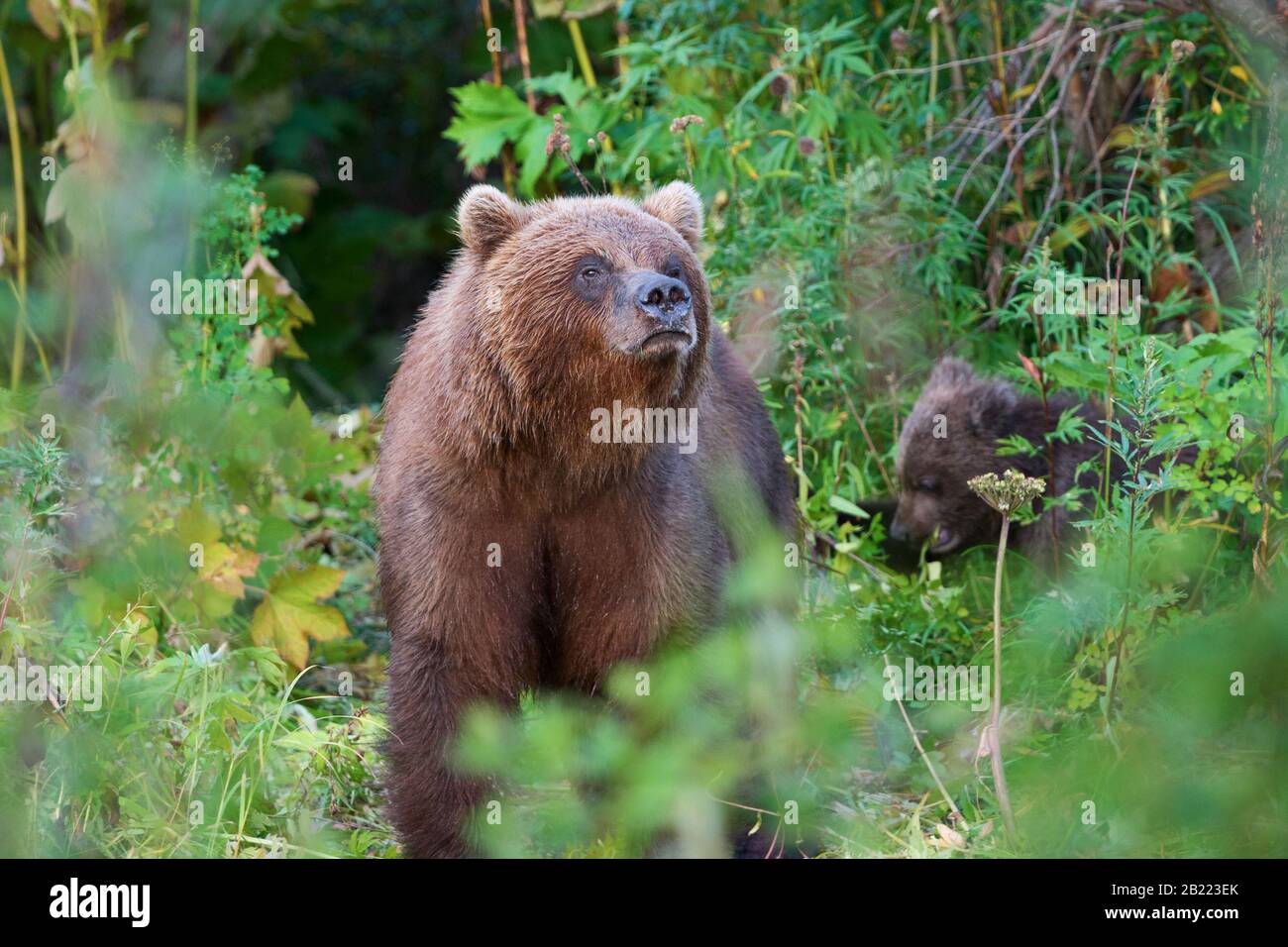 Wild Kamchatka brown bear Ursus arctos piscator in natural habitat, looking out of summer forest. Kamchatka Peninsula - travel destinations wild life Stock Photo