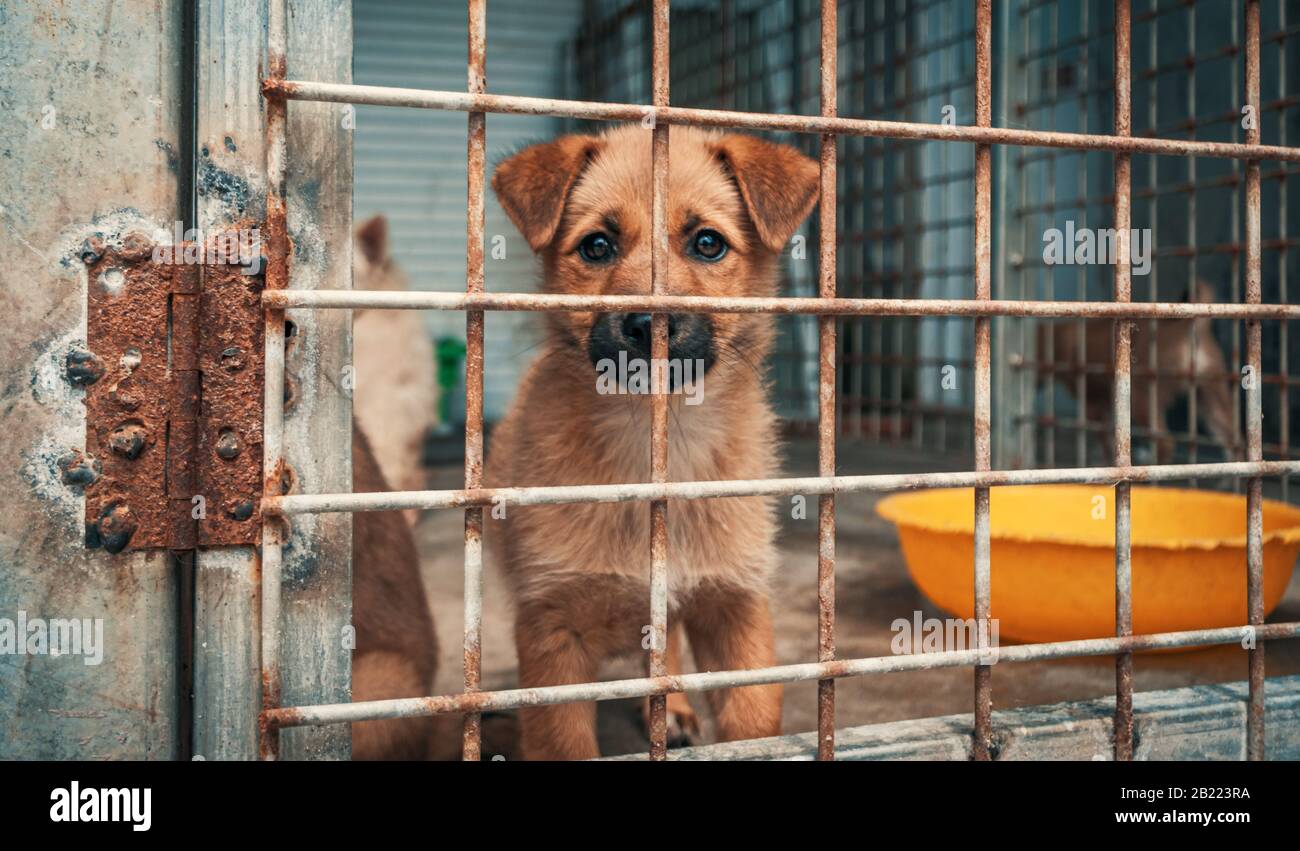 Sad Puppy In Shelter Behind Fence Waiting To Be Rescued And Adopted To New Home Shelter For Animals Concept Stock Photo Alamy Sad Puppy In Shelter Behind Fence Waiting To Be Rescued And Adopted To New Home Shelter For Animals Concept Stock Photo Alamy