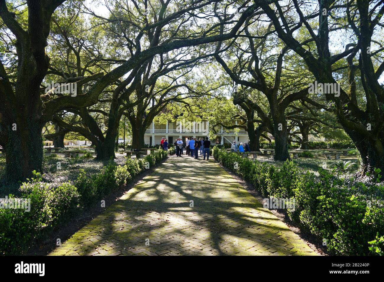 Edgard, Louisiana, U.S.A - February 2, 2020 - The old oak trees by the white mansion of Whitney Plantation Stock Photo