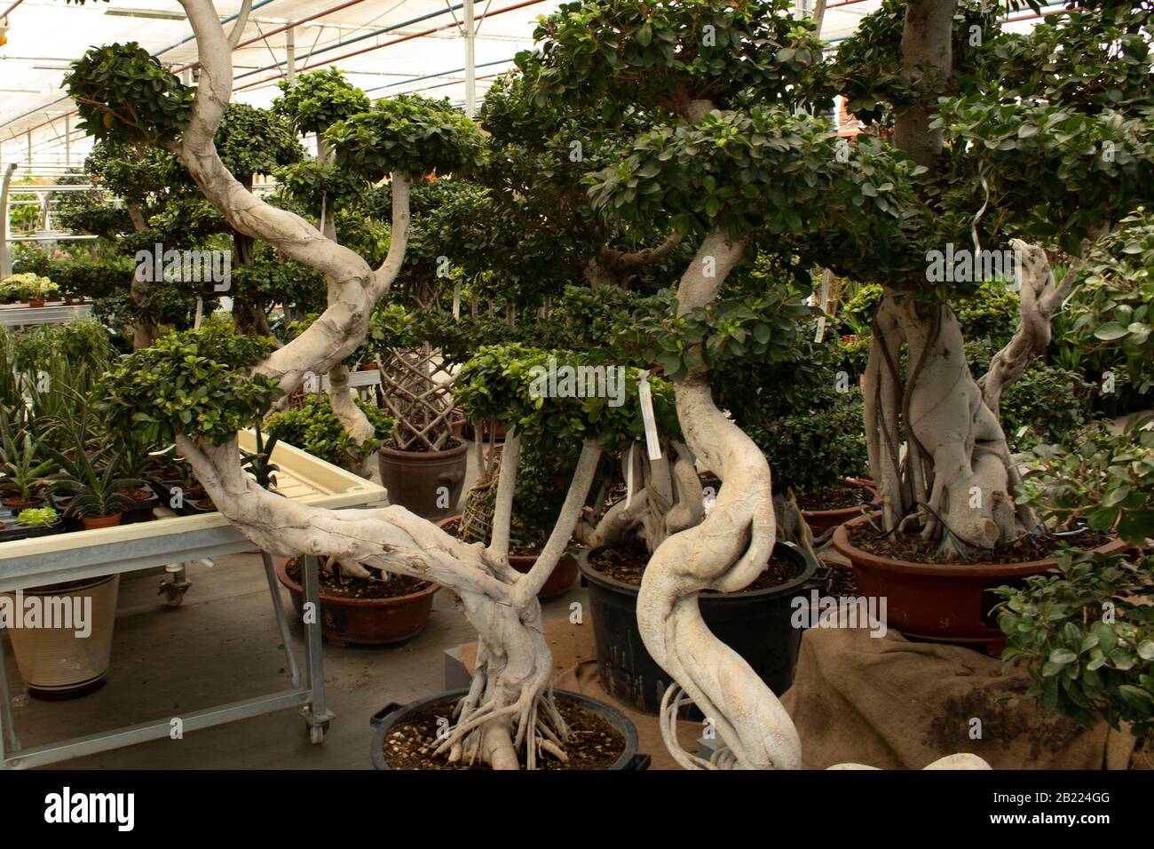 Large bonsai tree in flowerpot. In the garden market. Green leafy Stock