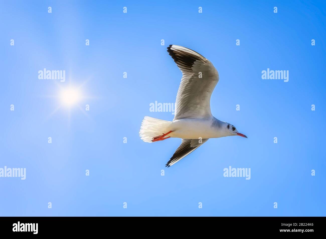 Flying In Front Of The Sun High Resolution Stock Photography and Images ...
