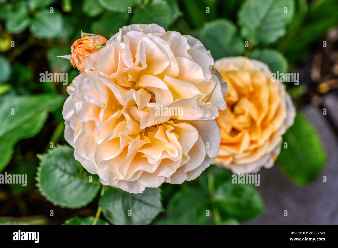 'Roald Dahl', a rose by David Austin roses Stock Photo