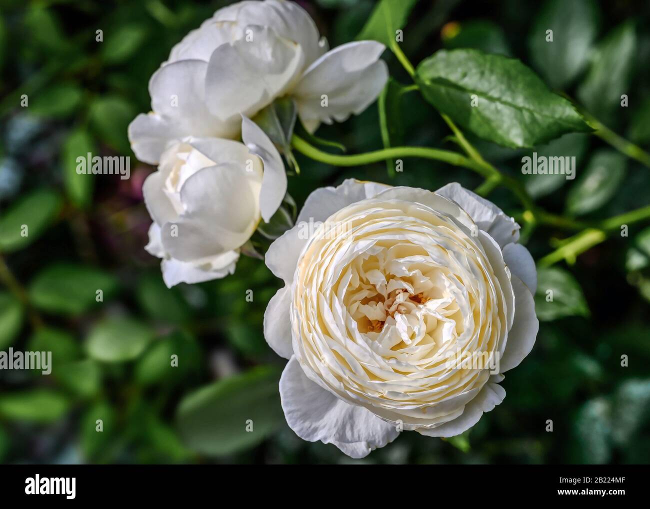 Double white rose 'Claire Austin' from David Austin roses Stock Photo -  Alamy