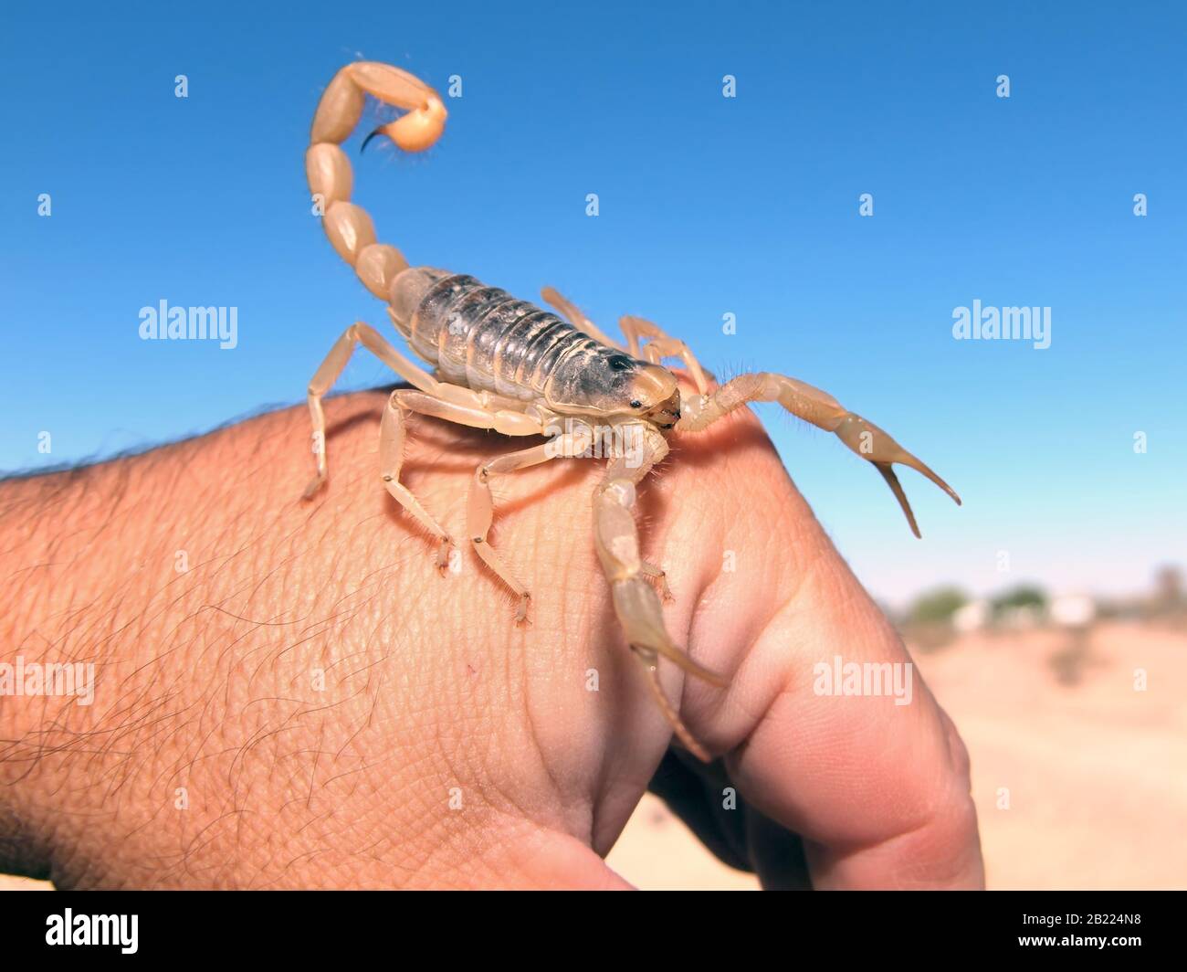 A species of Scorpion native to Arizona, called the Giant Hairy, crawling on the back of my hand. Stock Photo