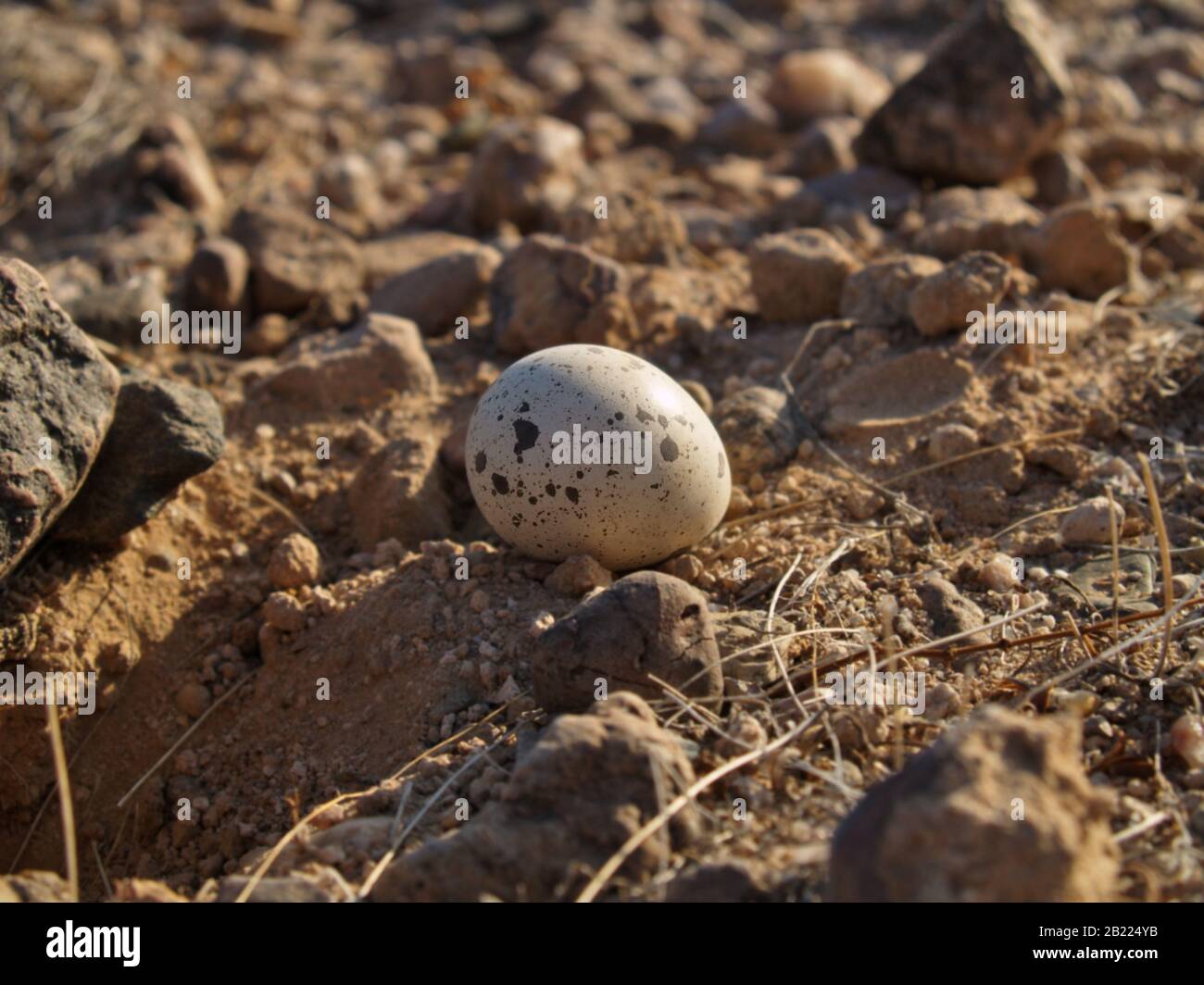 Bird embryo hires stock photography and images Alamy