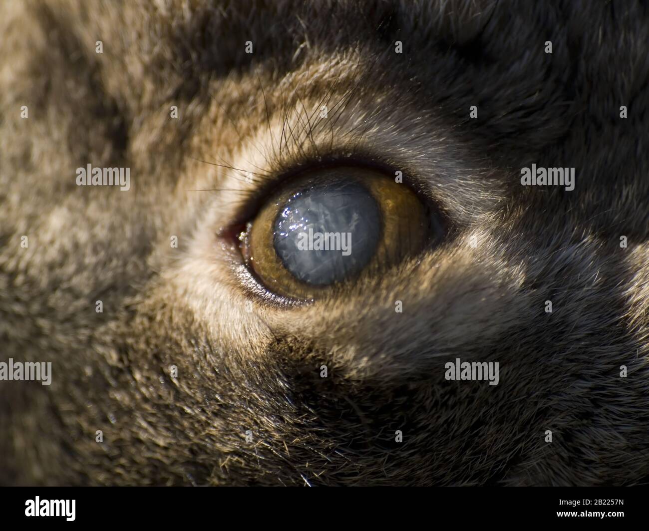 A macro photo of the clouded eye of a dead rabbit in the Arizona desert. The rabbit was undamaged, which means it may have died from a disease since m Stock Photo