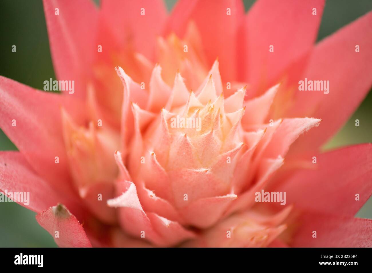 Photo of Aechmea fasciata pink flower in flowerpot. Photographed in the garden market. Stock Photo