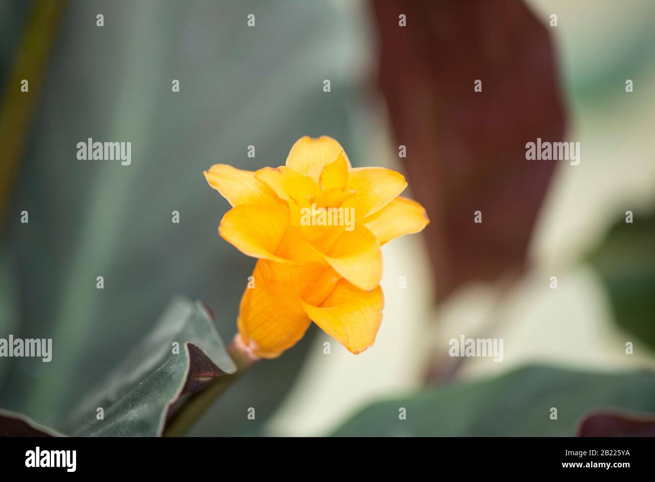 tropical orange flowers of the Calathea Crocata plant commonly known as