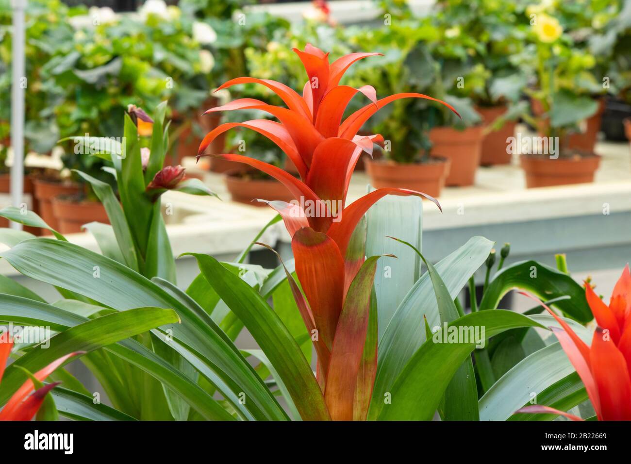 Close-up shot of the red Guzmania lingulata plant. It was taken in the garden market. Stock Photo
