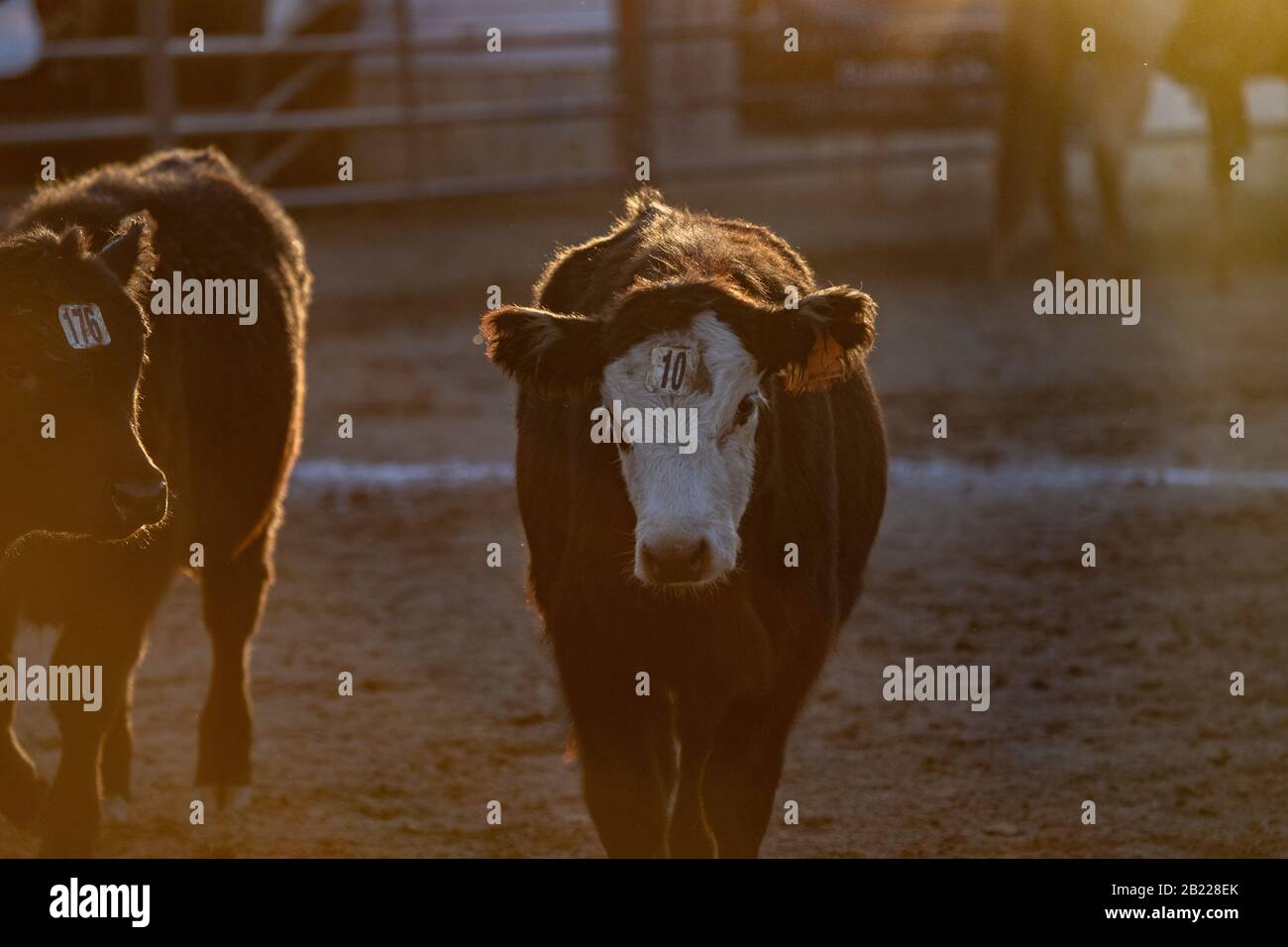 Cowboys Roping Stock Photo