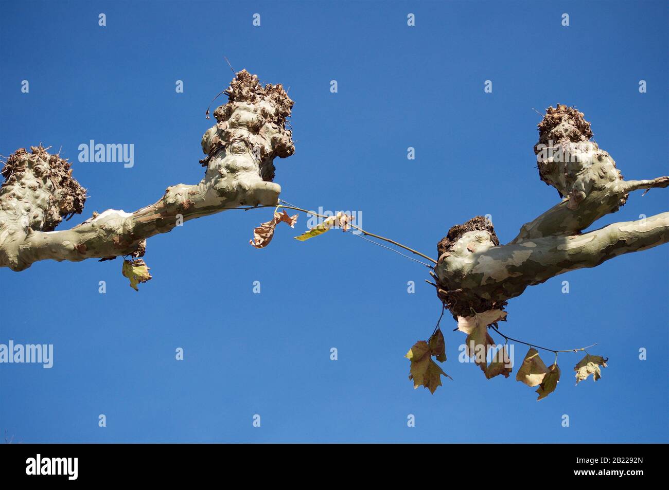 Joining the branches of two plane trees against the blue sky in a small ...