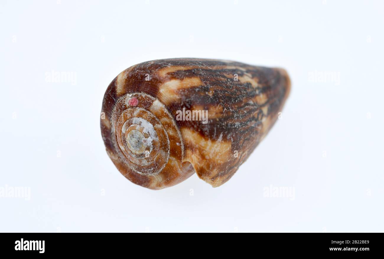 Muschel, Studioaufnahme Stock Photo