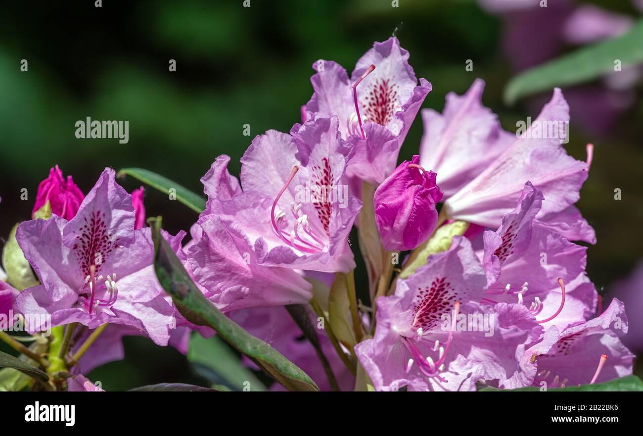 Azalea. A beautifully flowering species of plants from the genus Rhododendron. Stock Photo