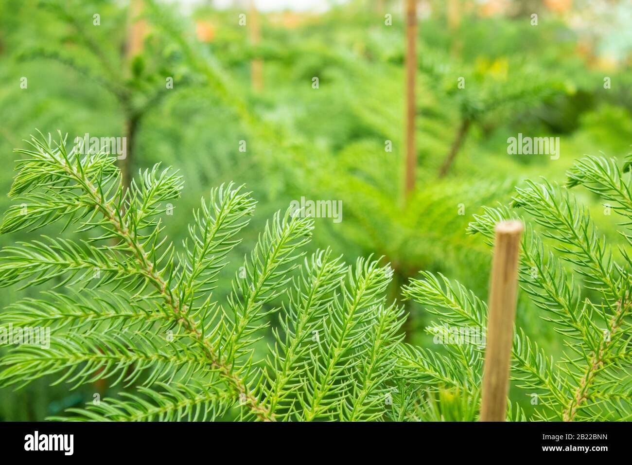 The prickly leaves of the Pinaceae Abies plant close up. The garden was photographed at the market. Stock Photo