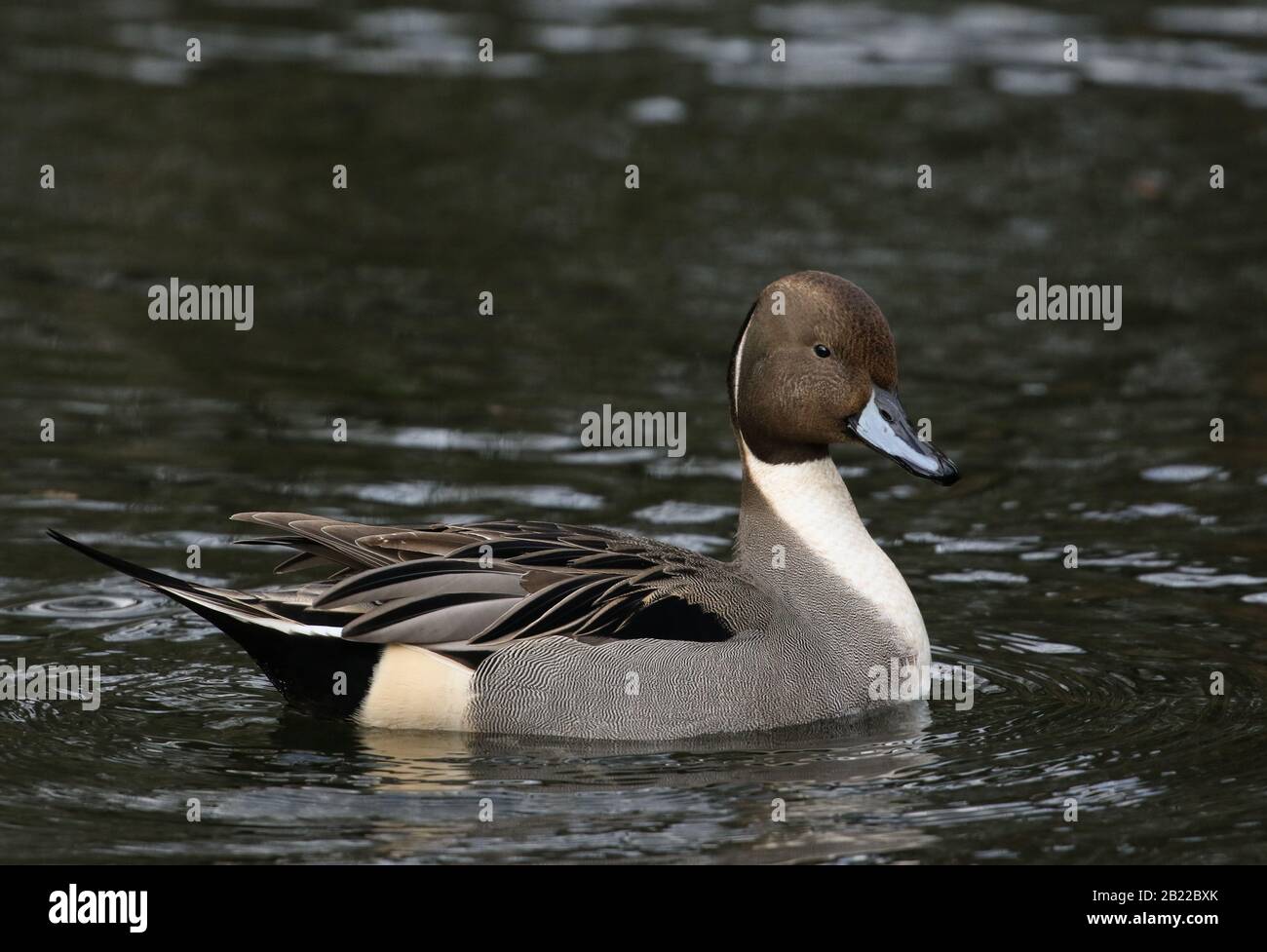 A magnificent male Pintail Duck, Anas acuta, swimming on a lake in the UK Stock Photo Alamy