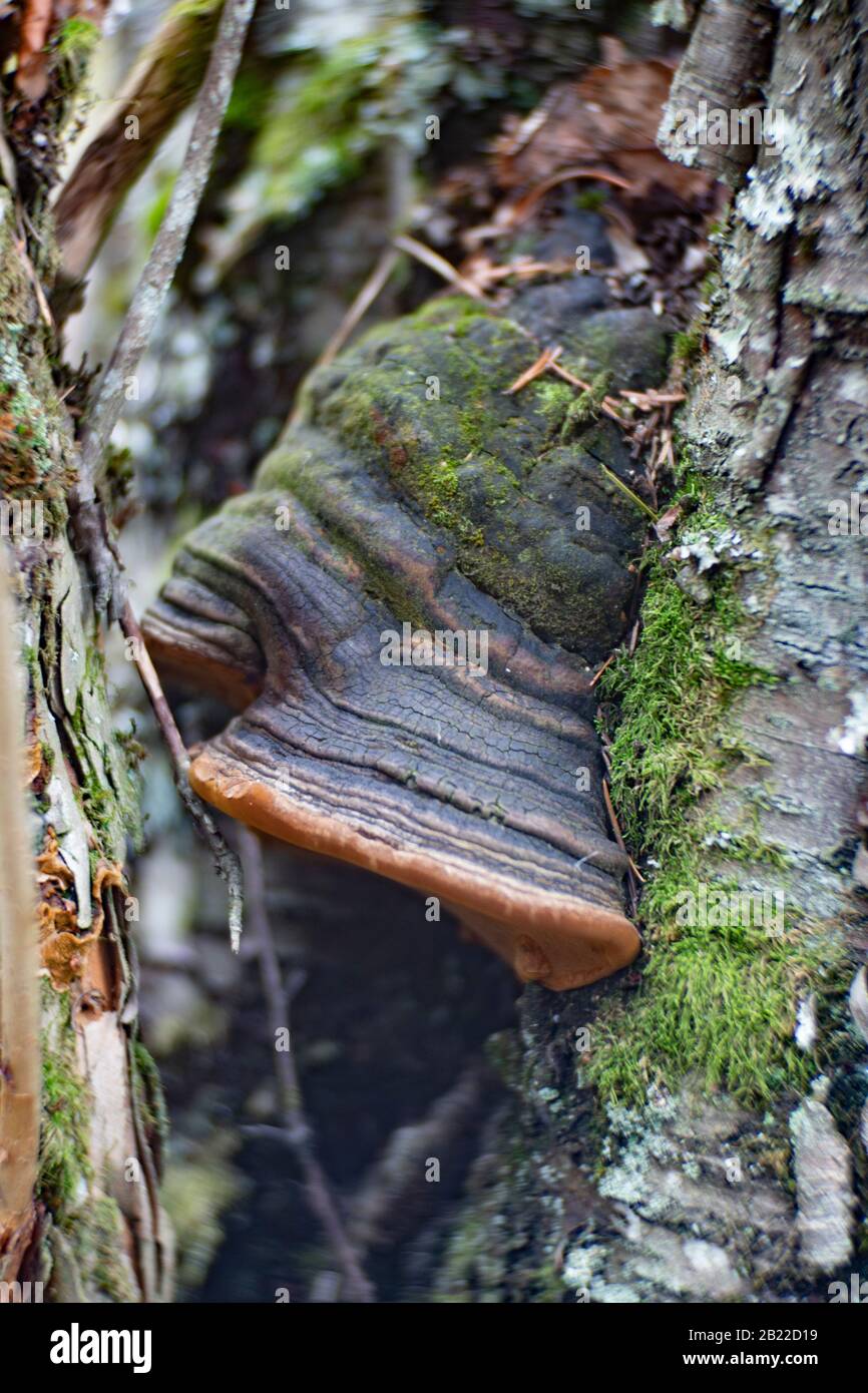 A Black Bristle Bracket mushroom (Phellinus nigricans) growing on the trunk of a dead paper birch tree (Betula papyrifera), Stock Photo