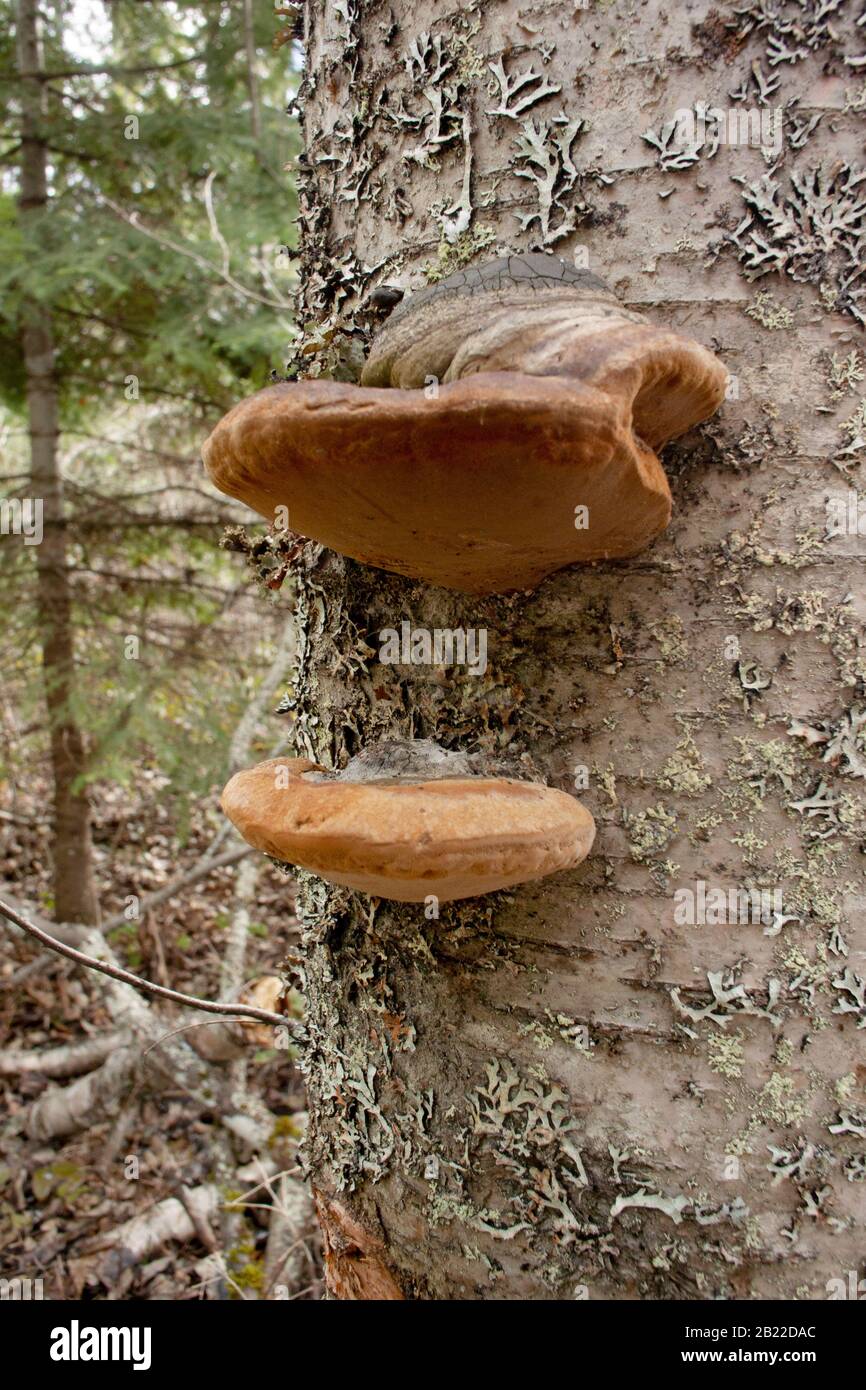Young Black Bristle Bracket mushrooms (Phellinus nigricans) growing on the trunk of a dead red birch tree (Betula occidentalis), Stock Photo