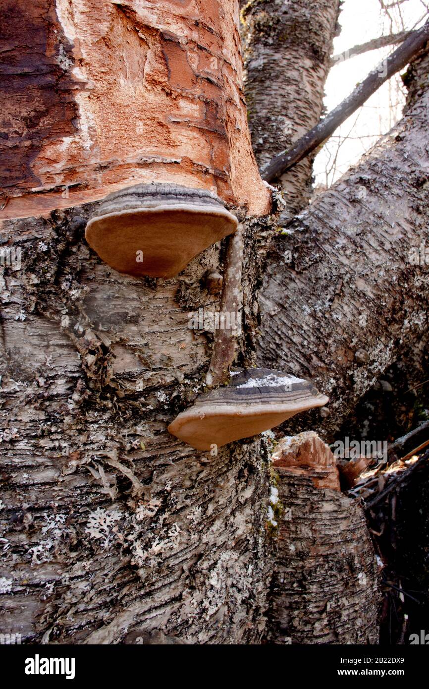 Black Bristle Bracket mushrooms (Phellinus nigricans) growing on the trunk of a dead red birch tree (Betula occidentalis), Stock Photo