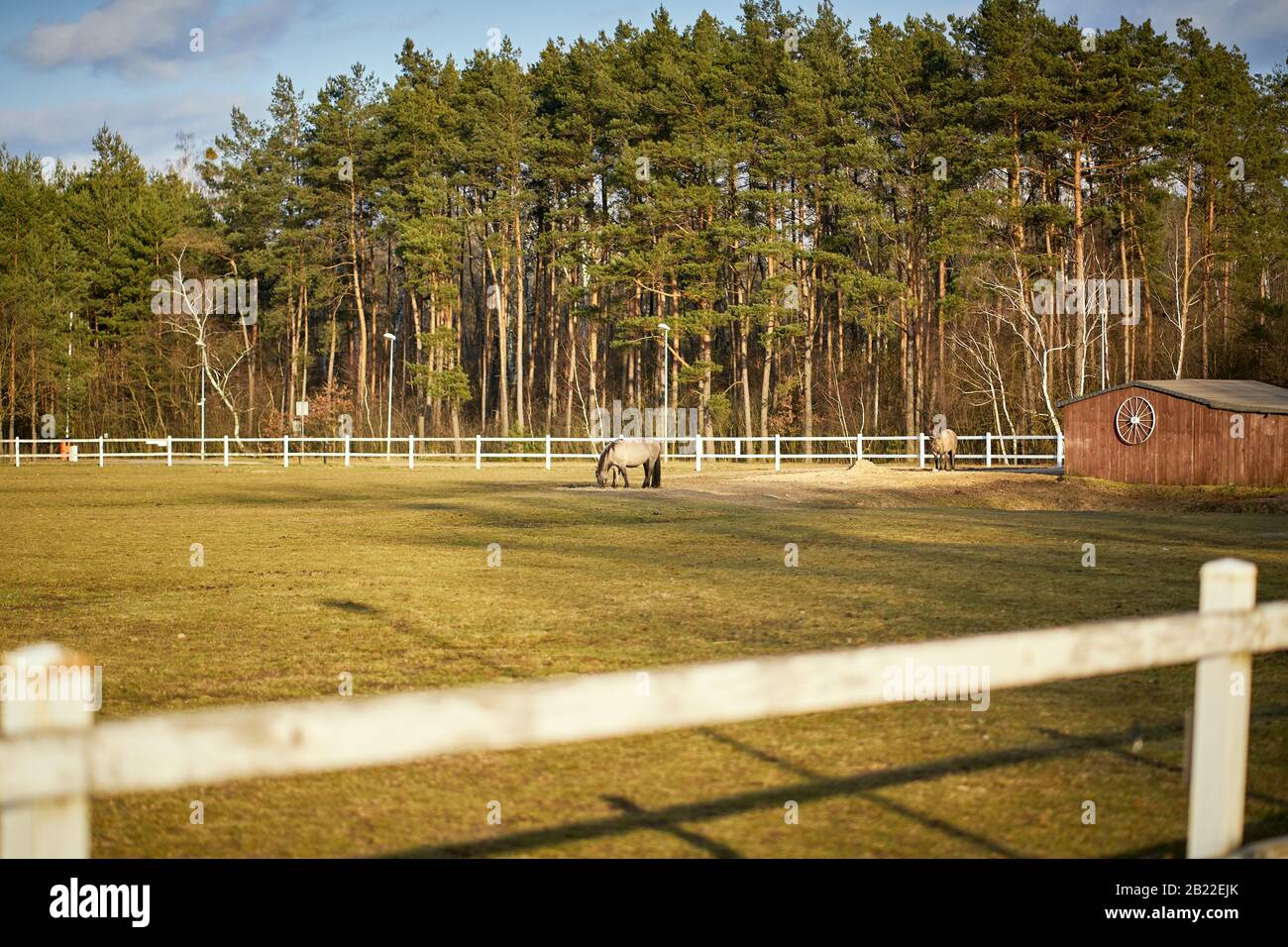 Beautiful sunny view of horses on paddock with forest Stock Photo