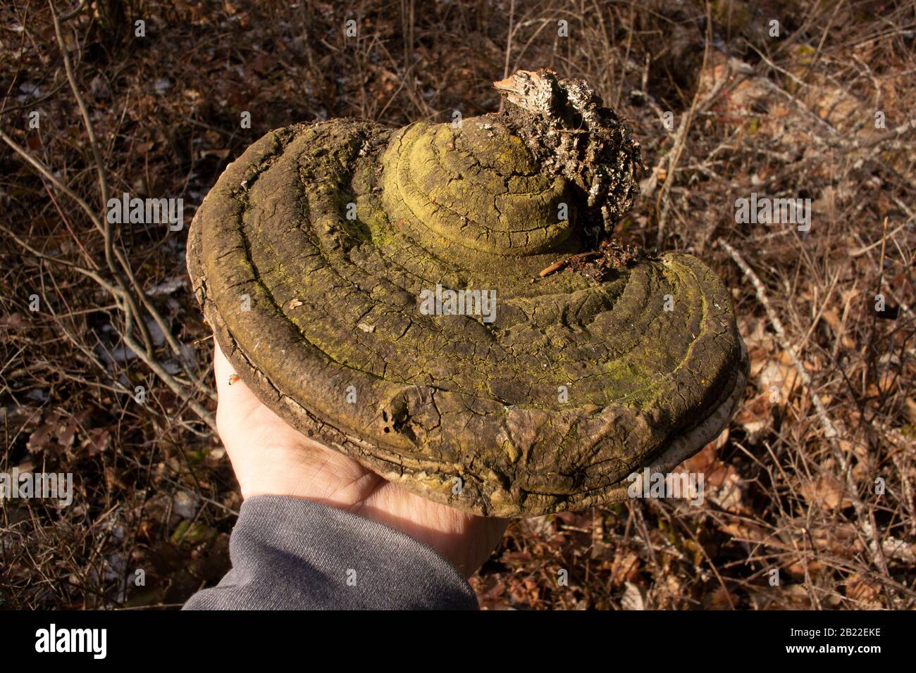 Holding a Black Bristle Bracket mushrooms (Phellinus nigricans) that was found growing on the trunk of a dead red birch tree (Betula occidentalis), Stock Photo