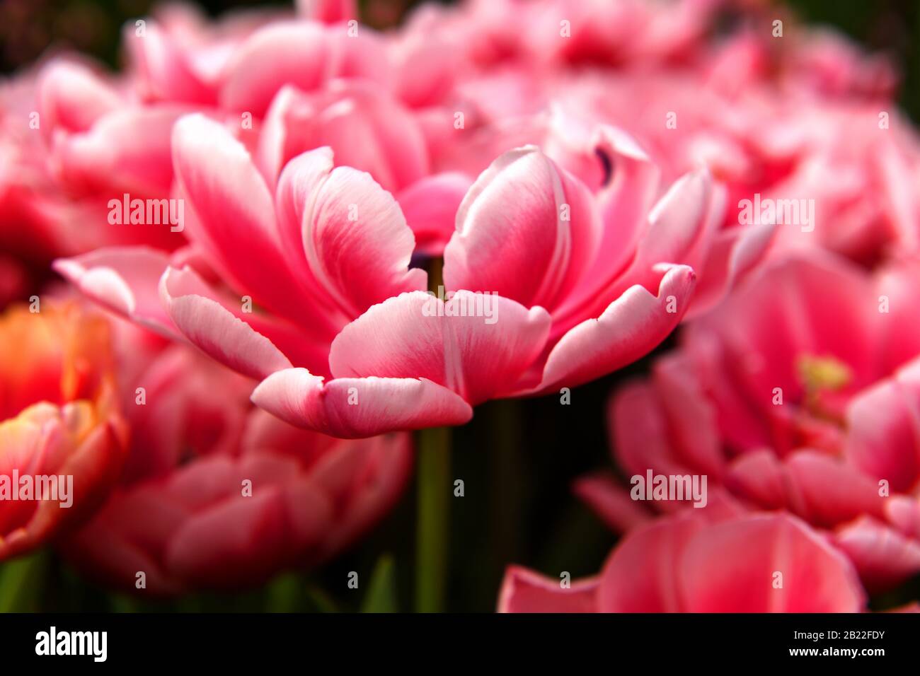 Famous peony tulip columbus, glowing reddish pink and has decorative white edge Stock Photo