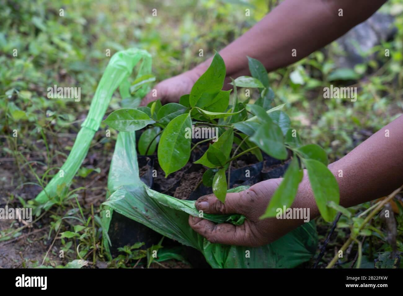 Young tree Seedlings ready for planting during a community