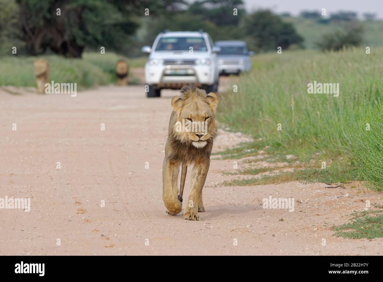 Blackmaned lions (Panthera leo vernayi), adult male lions, walking