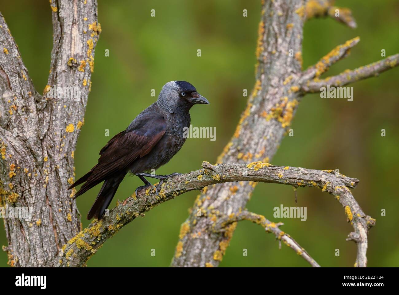 Eurasian Jackdaw - Corvus monedula, beautiful perching bird from Euroasian forests and woodlands, Hortobagy, Hungary. Stock Photo
