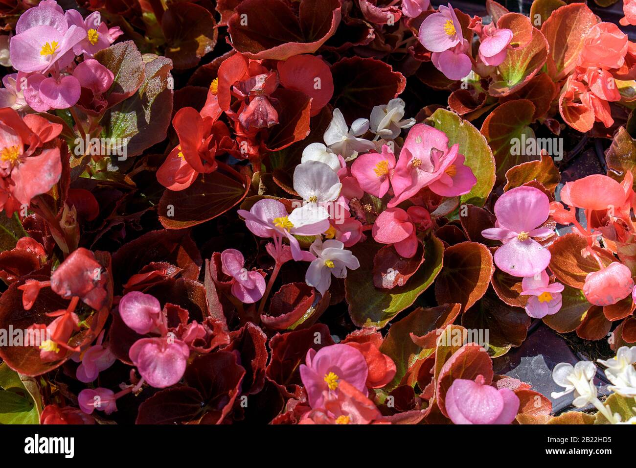 Viola alba Besser white and pink Stock Photo