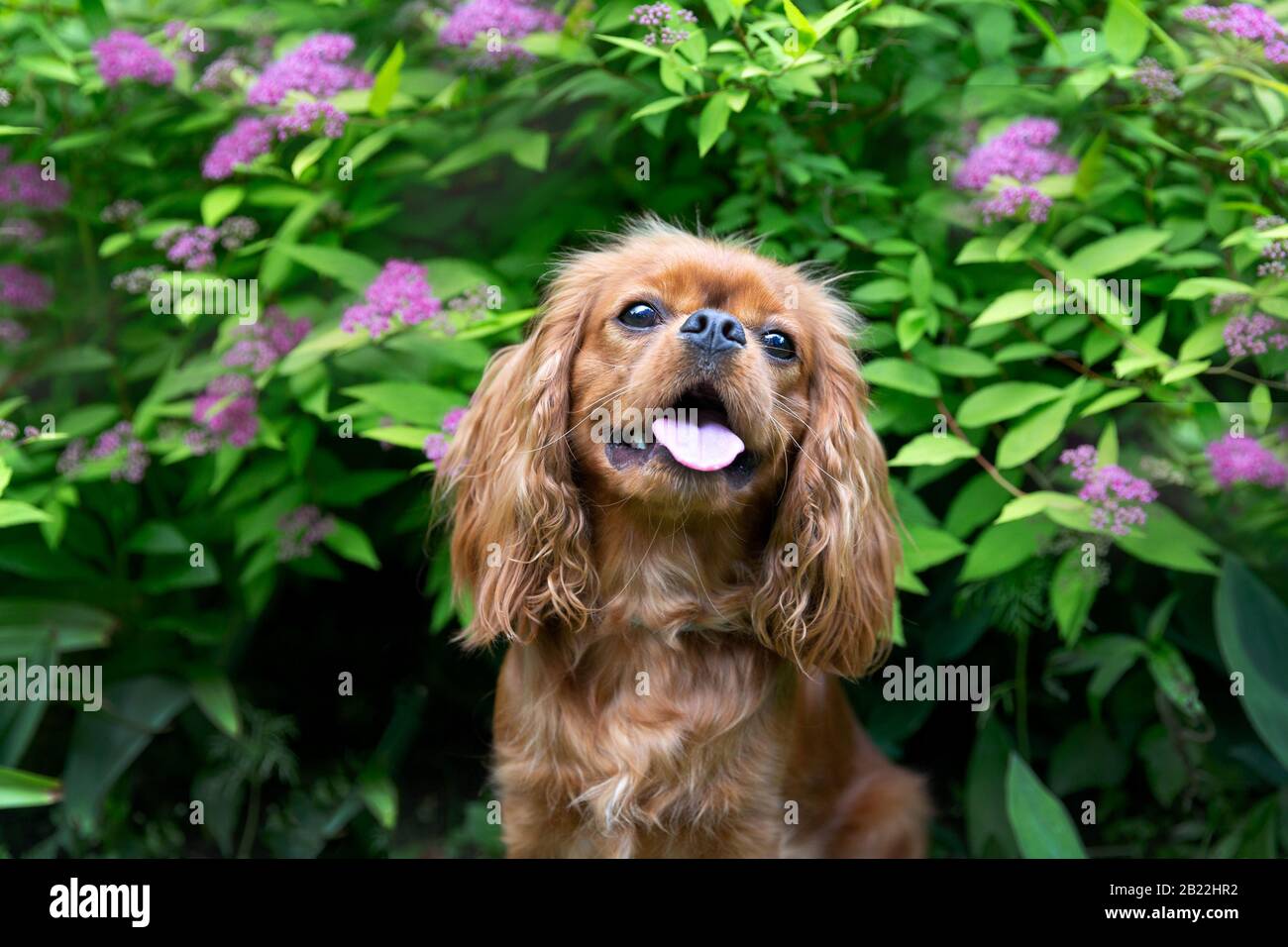 Happy dog sitting in the green garden Stock Photo