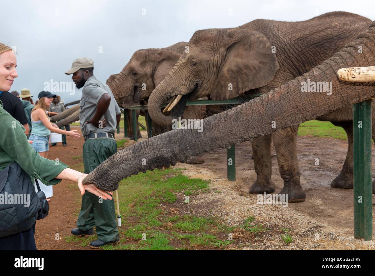 Knysna Elephant Park is a sanctuary caring for rescued African