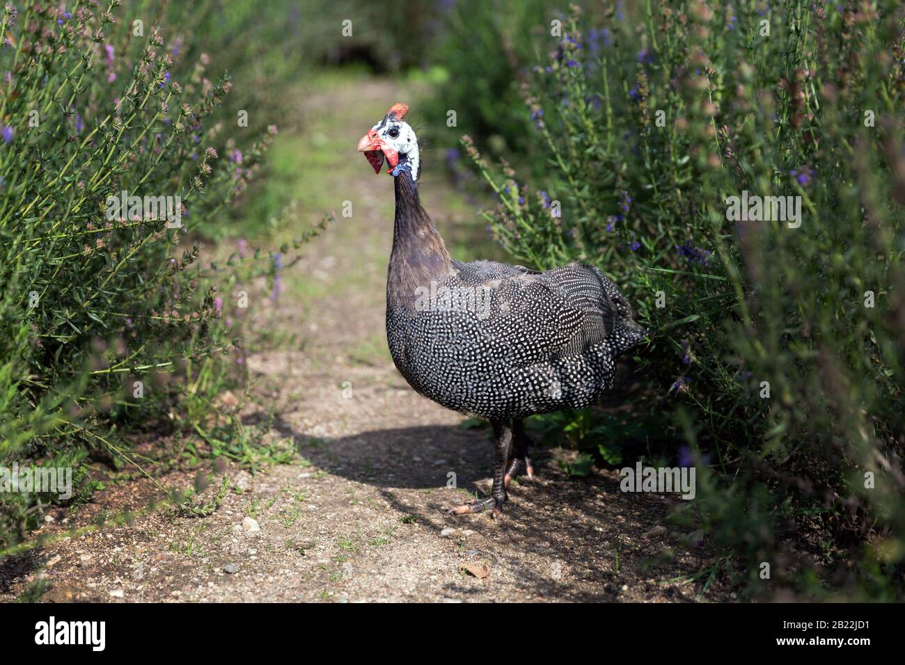 Guinea fowl standing on the path Stock Photo