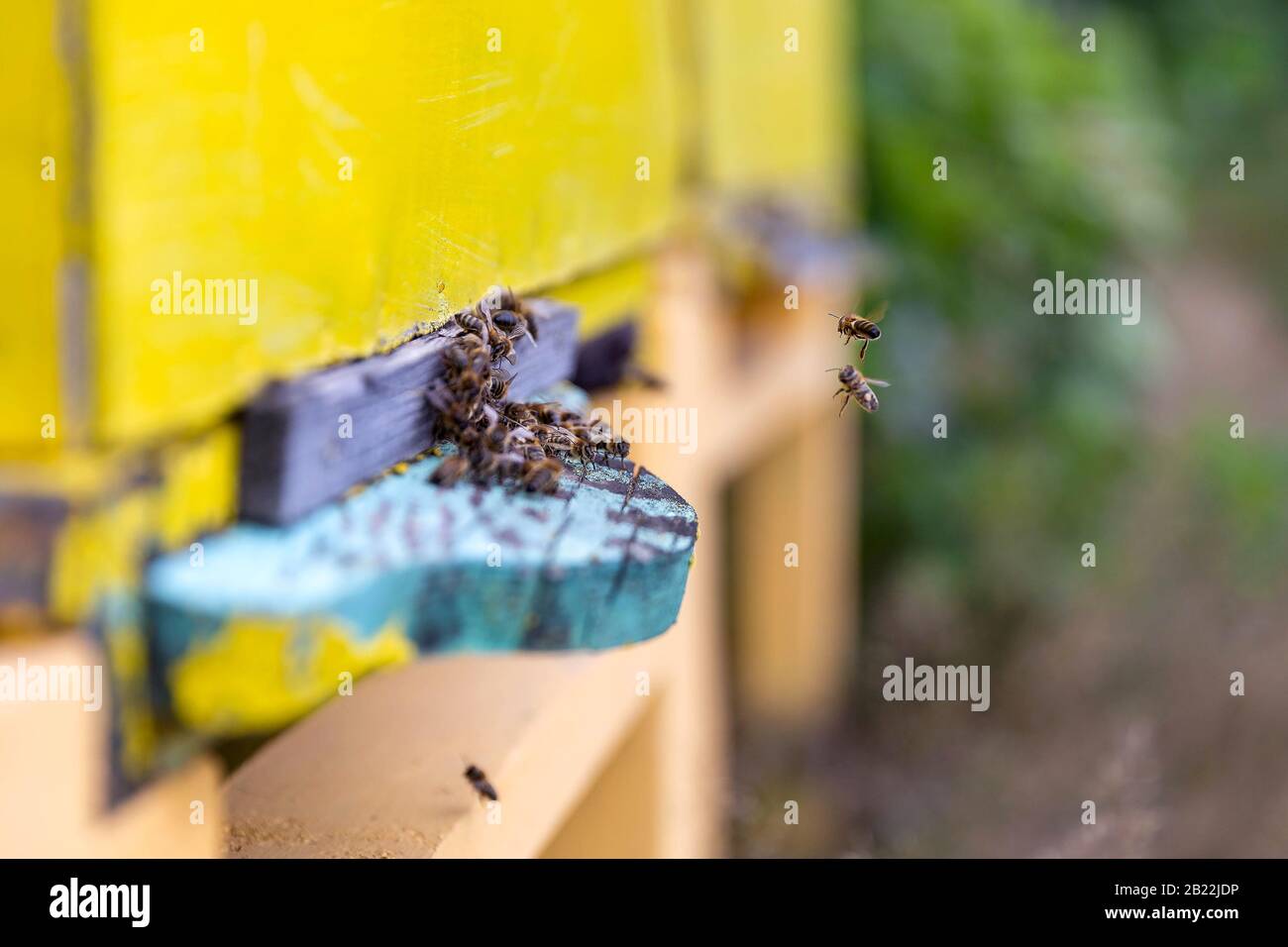 Bees working near the entrance to the hive, beekeeping Stock Photo
