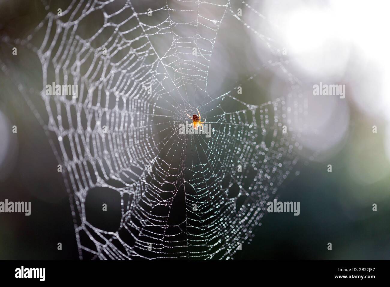 Spider on the web waiting for prey Stock Photo