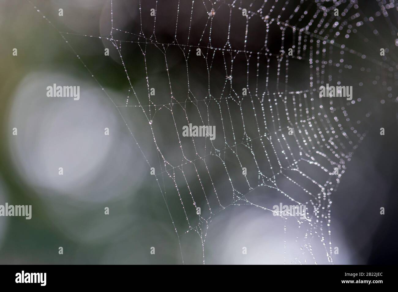 Beautiful spider web with droplets of dew, Indian summer Stock Photo