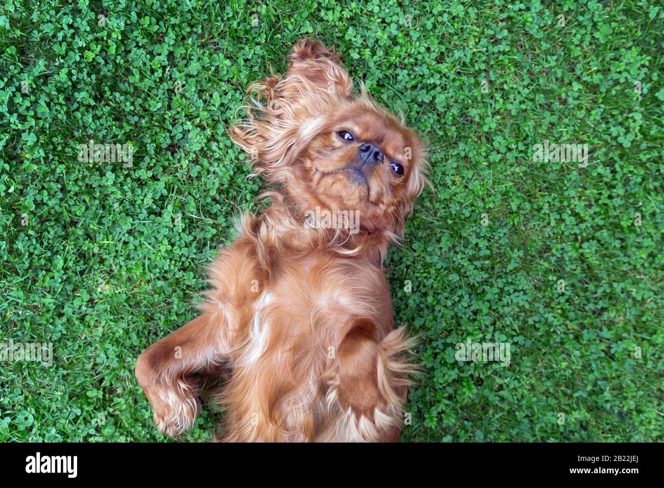 Happy dog lying on the grass, top view Stock Photo