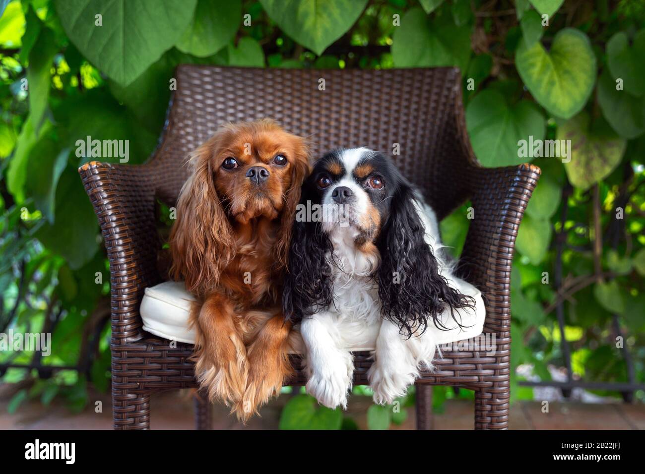 Two cute dogs on the garden chair Stock Photo