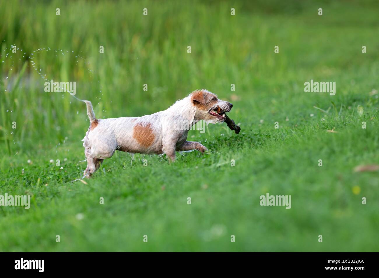 Wet jack russel terrier playing with the stick Stock Photo