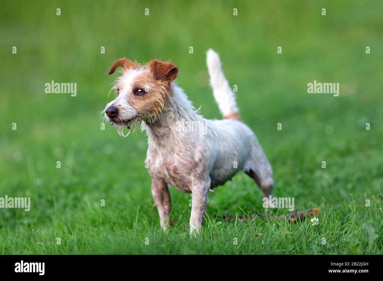 Portrait of wet jack russel terrier in the green grass Stock Photo